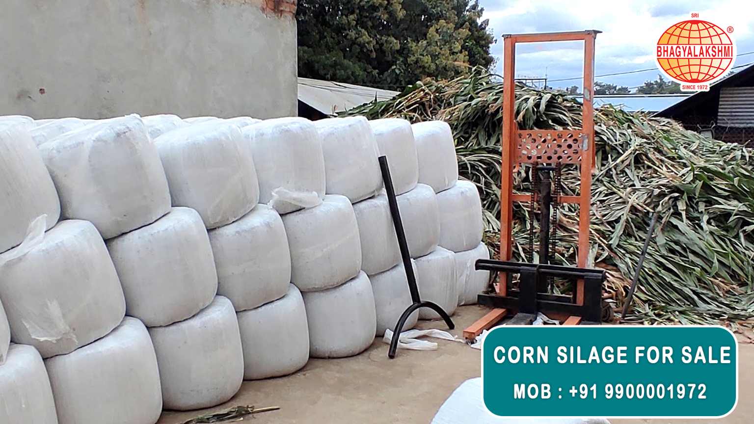 Corn Silage Suppliers in Bangalore | Corn Silage for Sale  |  Corn Silage, Baby Corn Silage manufacturers, suppliers & exporters in Bangalore | corn silage for sale in bangalore |  Sri Bhagyalakshmi Farms Corn Silage Bangalore| Silage Balers | Animal Feed Manufacturers | Production of Silage |Cattle feed manufacturers & suppliers - SBL Farms is solving the biggest fodder crisis in India, by supplying Silage bales, Bailing machines to dairy farmers, Cooperatives, Animal Husbandry | Best Cattle Feed Manufacturers & Silage Suppliers in India | Indias Best Baled Silage Producers